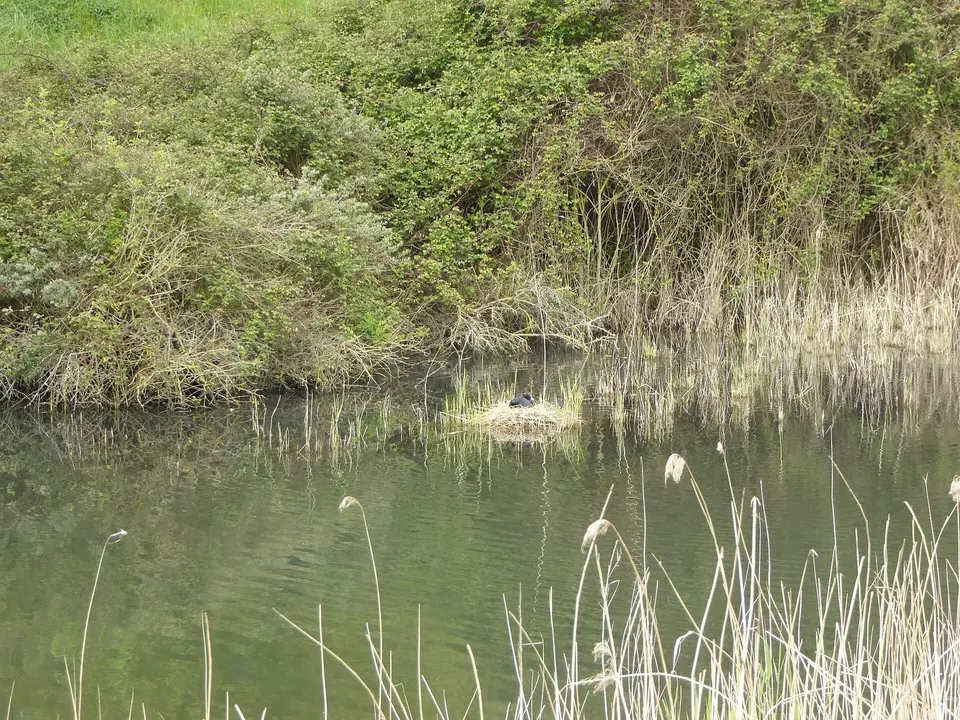 Un plan d’eau du parc du Polder, entouré de roseaux et d’arbustes.