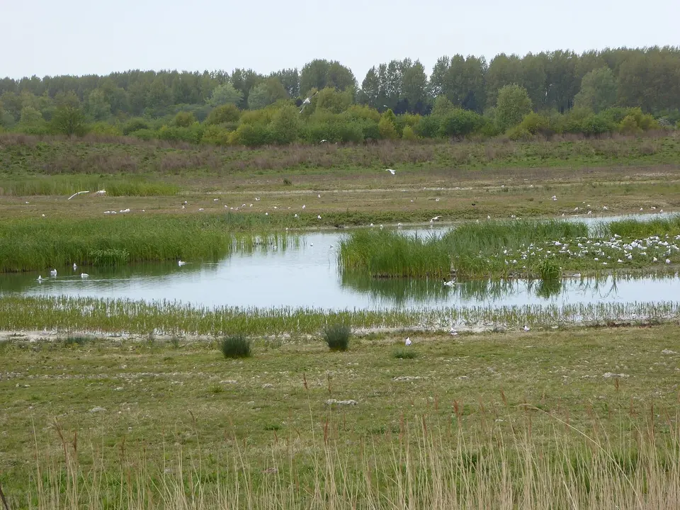 Des oiseaux blancs sur les berges d’une zone humide du parc du Polder.